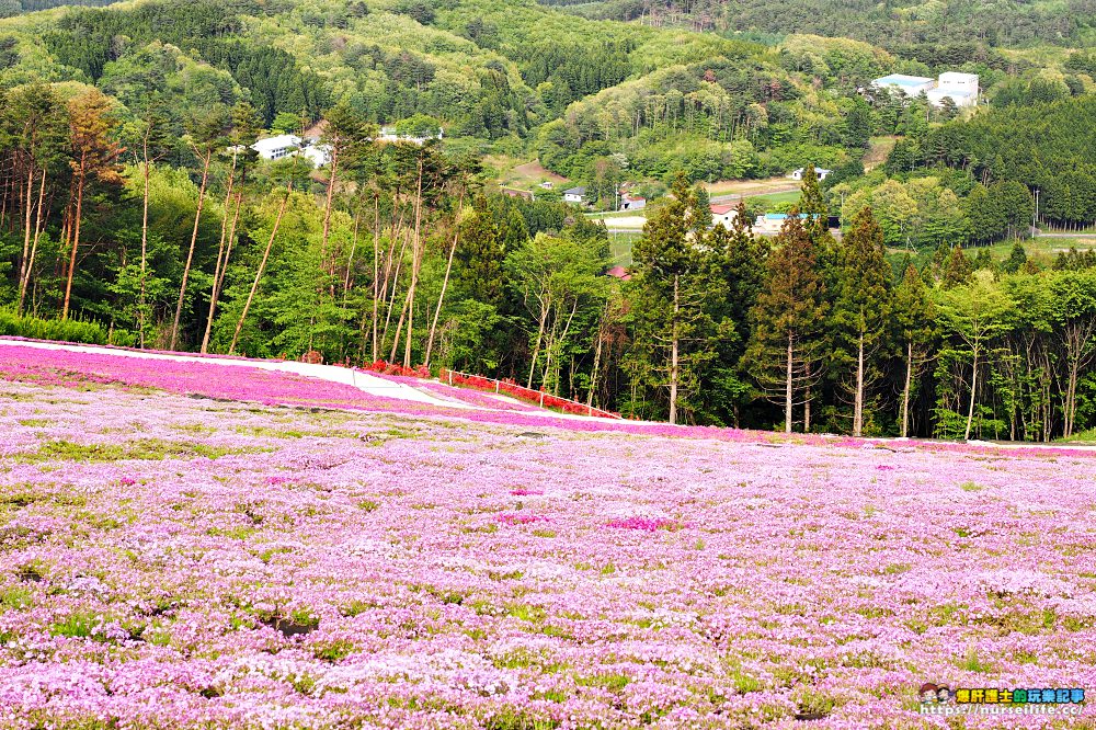 福島｜平田村芝櫻．滿山杜鵑芝櫻的萬紫千紅 - nurseilife.cc