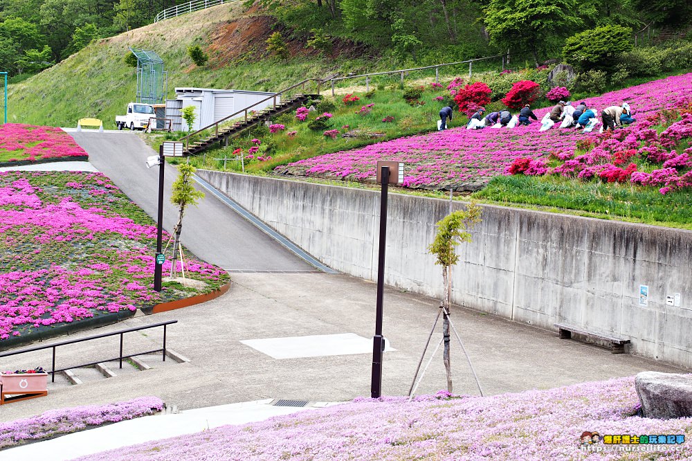 福島｜平田村芝櫻．滿山杜鵑芝櫻的萬紫千紅 - nurseilife.cc