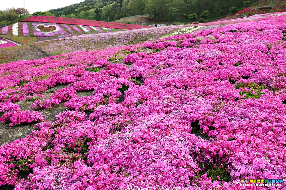 福島｜平田村芝櫻．滿山杜鵑芝櫻的萬紫千紅 - nurseilife.cc