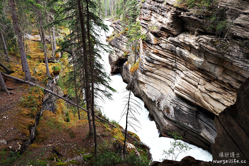 加拿大｜阿薩巴斯卡瀑布 Athabasca Falls．近距離感受萬年奔馳的衝擊 - nurseilife.cc