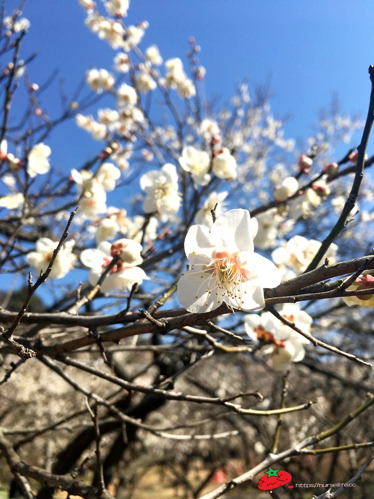 釜山｜搭乘無窮花號到院洞的韓綜兩天一夜拍攝地．純梅園野餐賞梅超方便 - nurseilife.cc