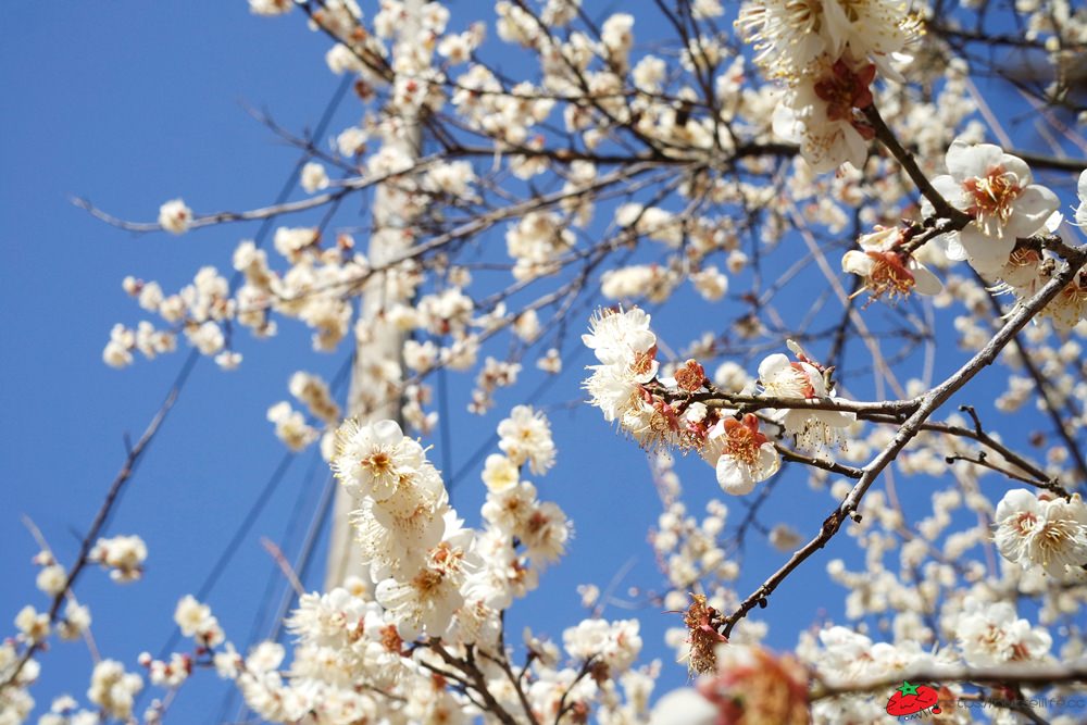 釜山｜搭乘無窮花號到院洞的韓綜兩天一夜拍攝地．純梅園野餐賞梅超方便 - nurseilife.cc