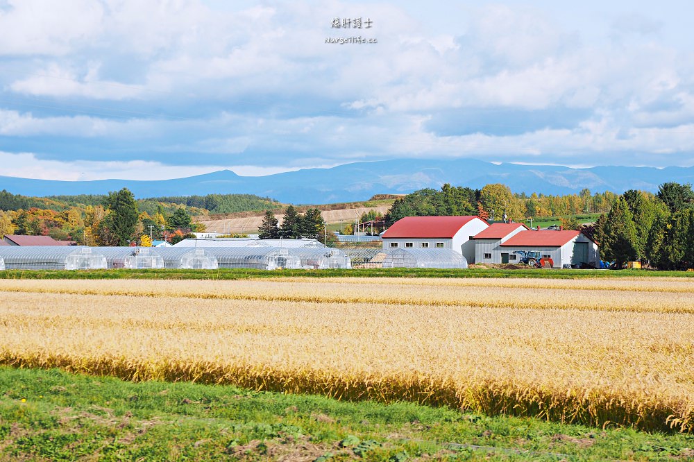 北海道、美瑛｜青池．秋色打翻一池tiffany藍 - nurseilife.cc