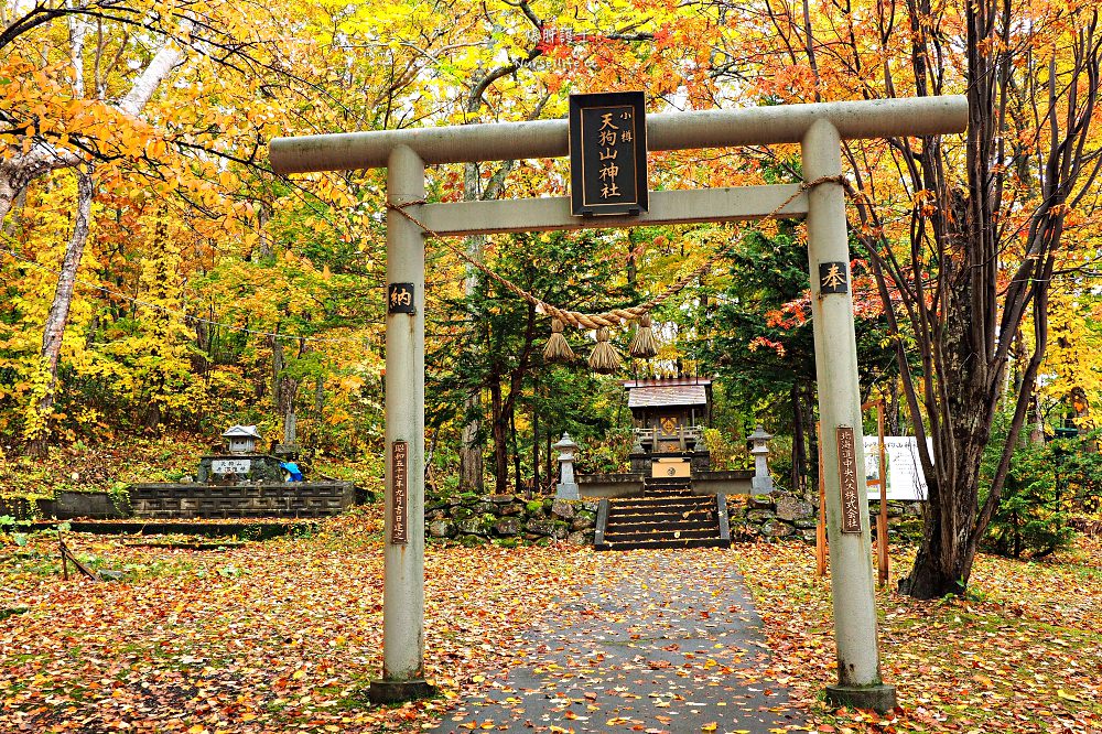 北海道、小樽｜秋季天狗山纜車之旅．徜徉在楓紅幸福中 - nurseilife.cc