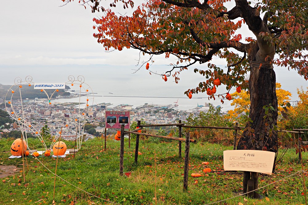 北海道、小樽｜秋季天狗山纜車之旅．徜徉在楓紅幸福中 - nurseilife.cc