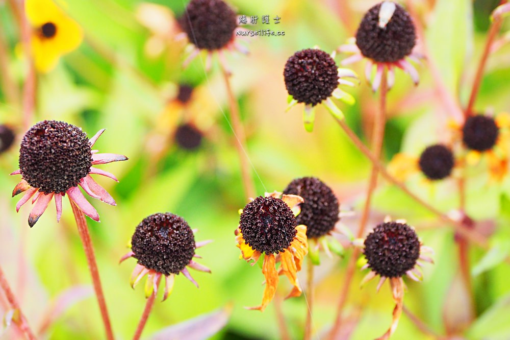 北海道、富良野｜風之花園．森林裡的英式花園 - nurseilife.cc