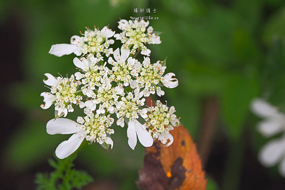 北海道、富良野｜風之花園．森林裡的英式花園 - nurseilife.cc