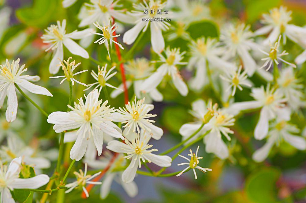 北海道、富良野｜風之花園．森林裡的英式花園 - nurseilife.cc