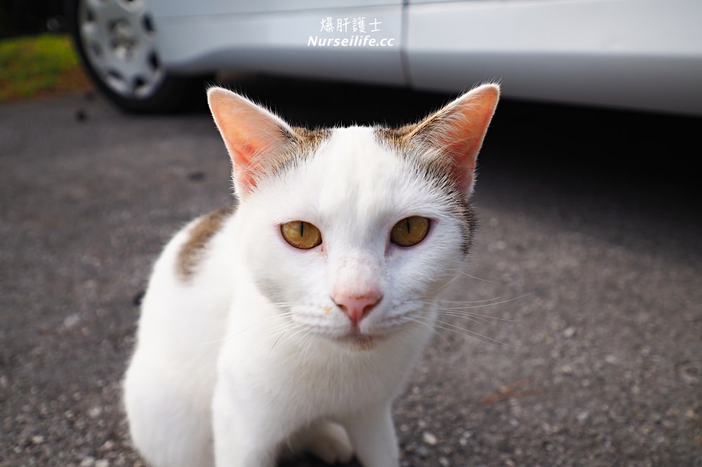 沖繩、久米島｜黒石の森．貓奴秘境 - nurseilife.cc