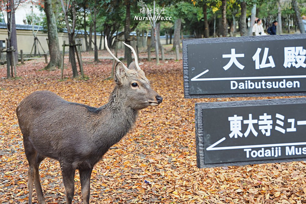 大阪出發｜伏見稻荷大社＋清水寺＋東大寺・奈良公園巴士一日遊 - nurseilife.cc