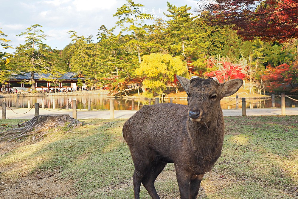 大阪出發｜伏見稻荷大社＋清水寺＋東大寺・奈良公園巴士一日遊 - nurseilife.cc