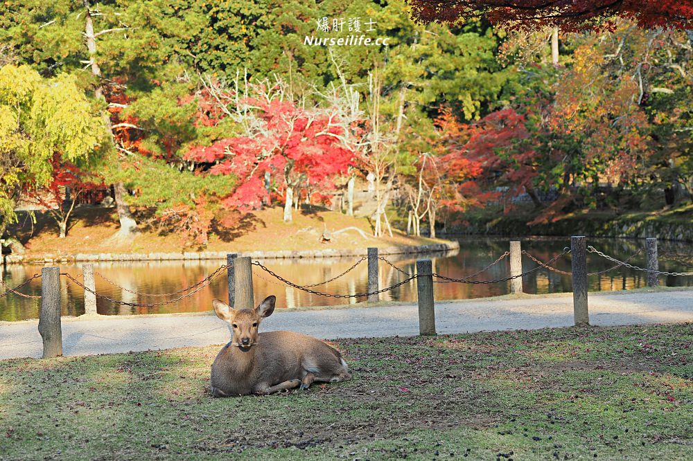 大阪出發｜伏見稻荷大社＋清水寺＋東大寺・奈良公園巴士一日遊 - nurseilife.cc