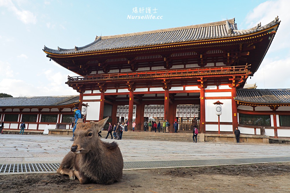 大阪出發｜伏見稻荷大社＋清水寺＋東大寺・奈良公園巴士一日遊 - nurseilife.cc