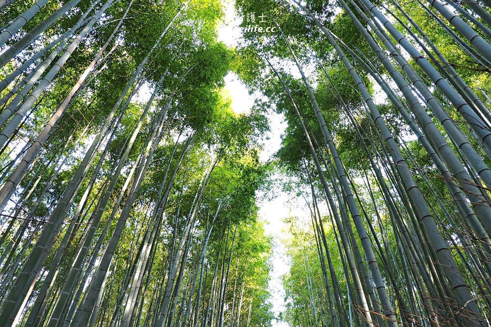 京都｜嵐山楓葉季限定．京馬車、保津川遊船、漫步天龍寺、美足按摩 - nurseilife.cc