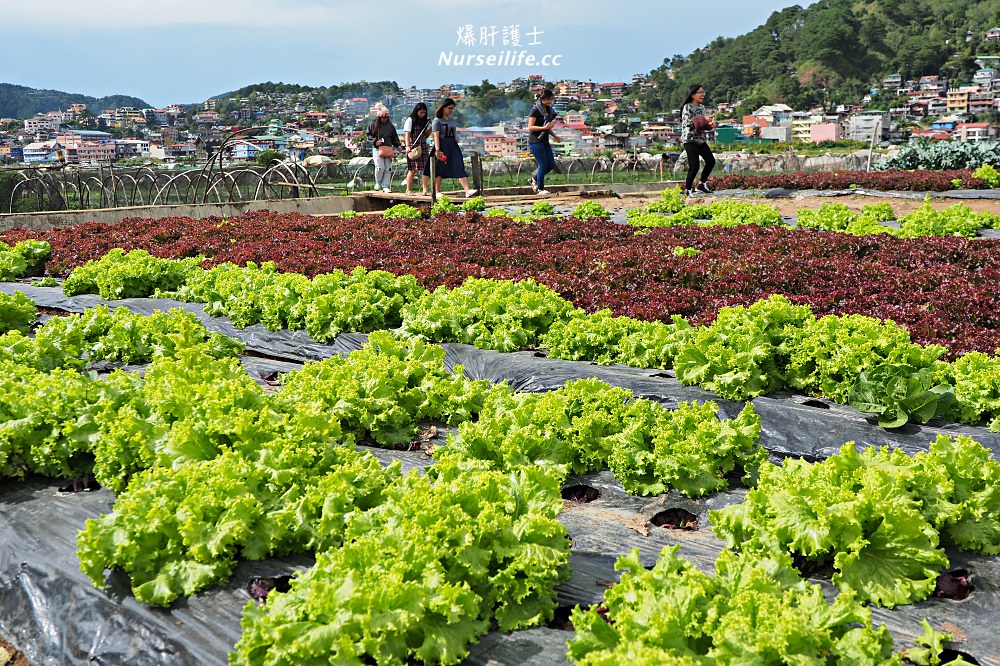 菲律賓、碧瑤BECI遊學日誌｜Strawberry picking．來採草莓吧！ - nurseilife.cc