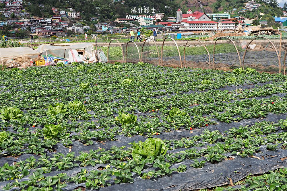 菲律賓、碧瑤BECI遊學日誌｜Strawberry picking．來採草莓吧！ - nurseilife.cc