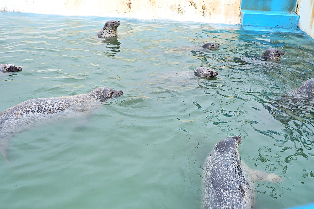 北海道｜野寒布寒流水族館、青少年科學館．最靠北的餵海豹之旅 - nurseilife.cc