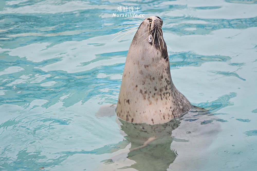 北海道｜野寒布寒流水族館、青少年科學館．最靠北的餵海豹之旅 - nurseilife.cc