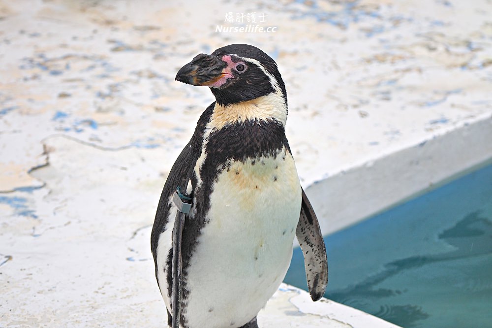 北海道｜野寒布寒流水族館、青少年科學館．最靠北的餵海豹之旅 - nurseilife.cc