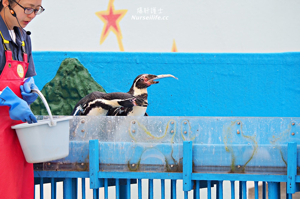 北海道｜野寒布寒流水族館、青少年科學館．最靠北的餵海豹之旅 - nurseilife.cc