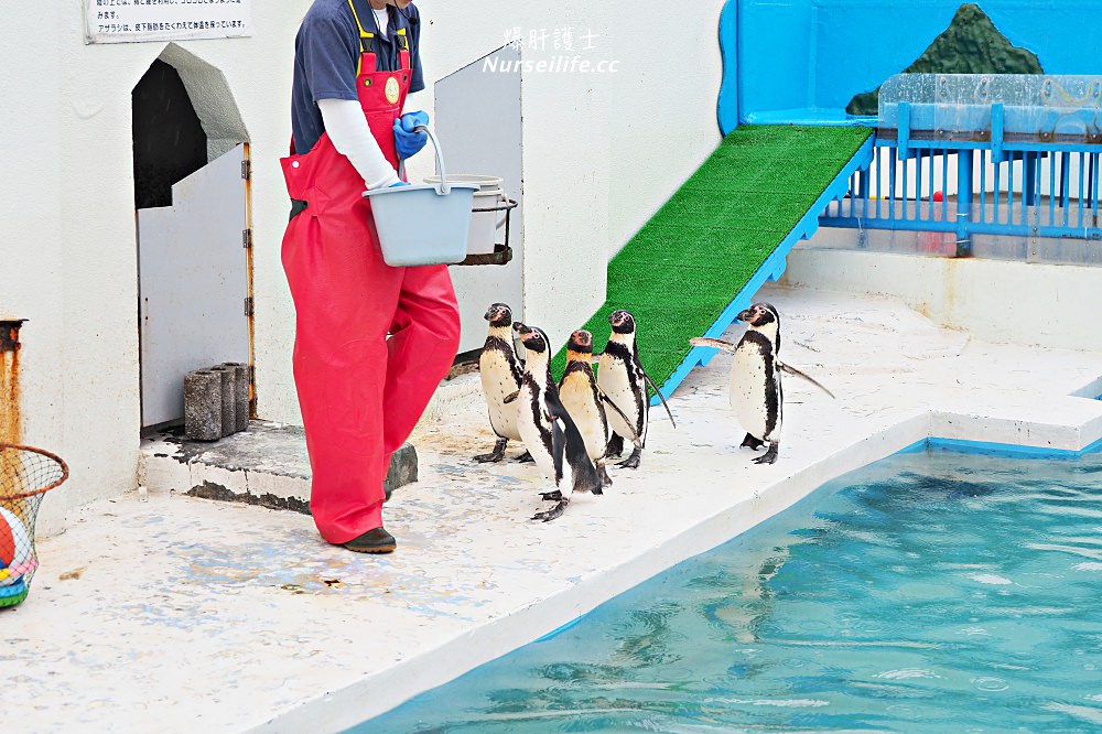 北海道｜野寒布寒流水族館、青少年科學館．最靠北的餵海豹之旅 - nurseilife.cc