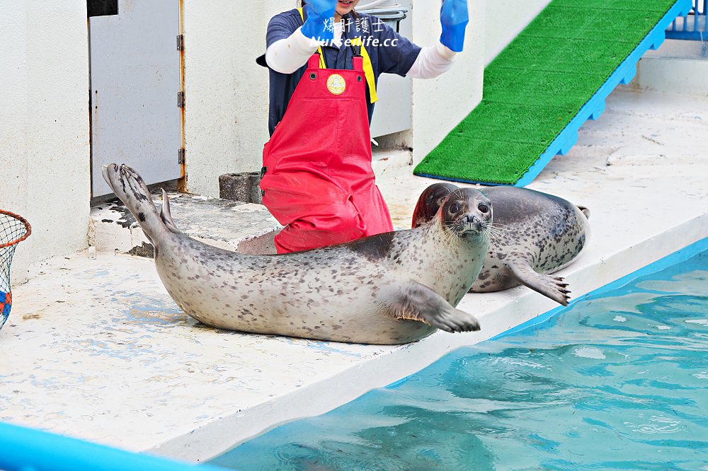 北海道｜野寒布寒流水族館、青少年科學館．最靠北的餵海豹之旅 - nurseilife.cc