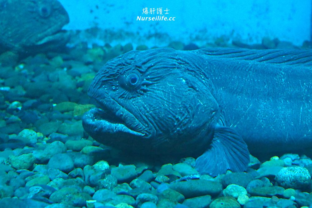 北海道｜野寒布寒流水族館、青少年科學館．最靠北的餵海豹之旅 - nurseilife.cc