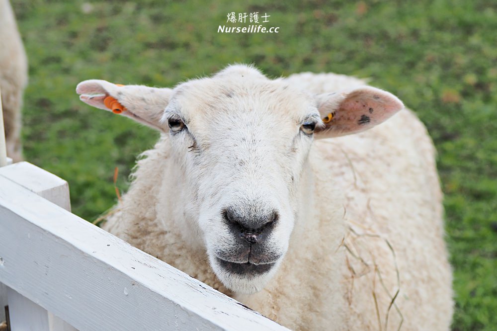 北海道｜えこりん村（みどりの牧場、花の牧場）．羊駝超療癒 - nurseilife.cc