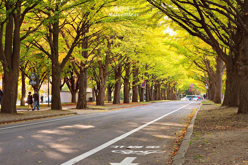 北海道大學銀杏並木美到變成觀光景點 - nurseilife.cc