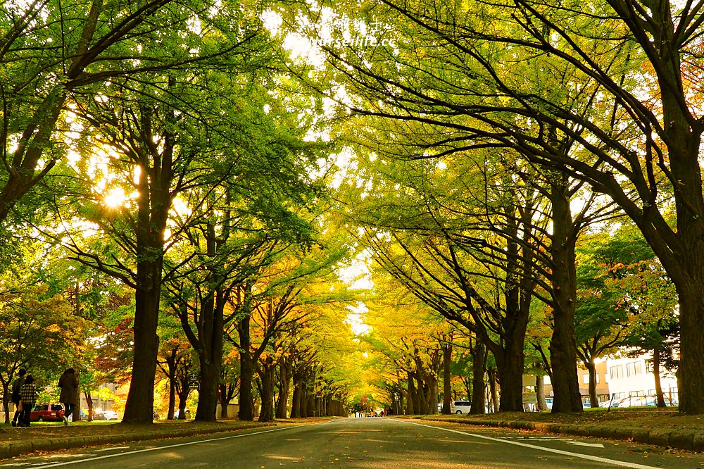 北海道大學銀杏並木美到變成觀光景點 - nurseilife.cc