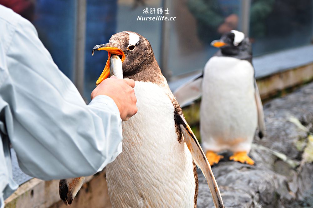 北海道｜旭山動物園．NG動物好療癒 - nurseilife.cc