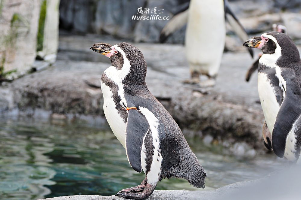 北海道｜旭山動物園．NG動物好療癒 - nurseilife.cc