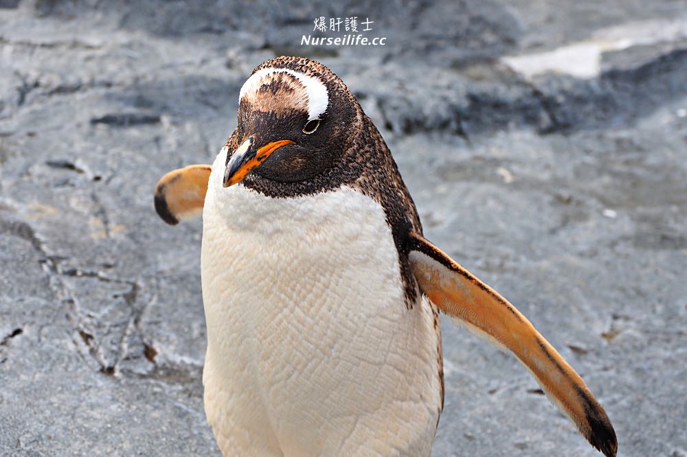 北海道｜旭山動物園．NG動物好療癒 - nurseilife.cc