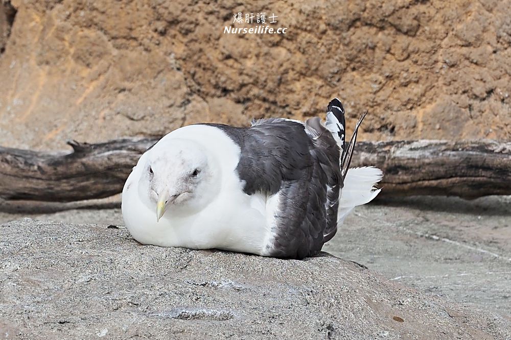 北海道｜旭山動物園．NG動物好療癒 - nurseilife.cc