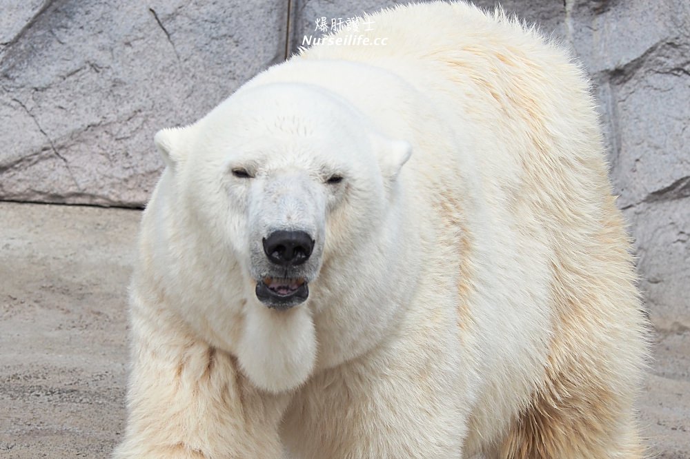 北海道｜旭山動物園．NG動物好療癒 - nurseilife.cc