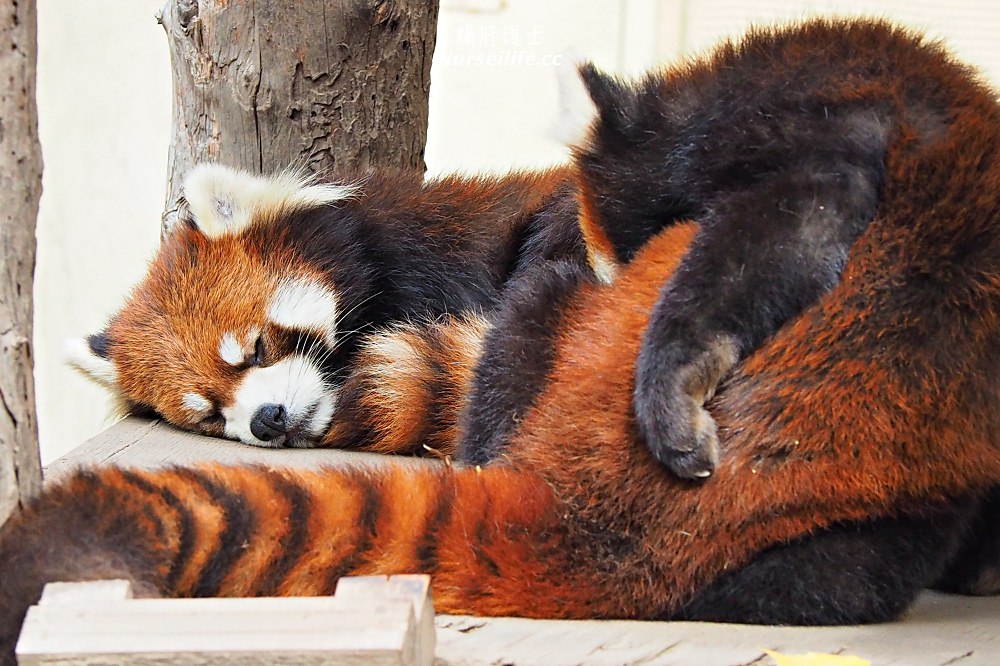 北海道｜旭山動物園．NG動物好療癒 - nurseilife.cc