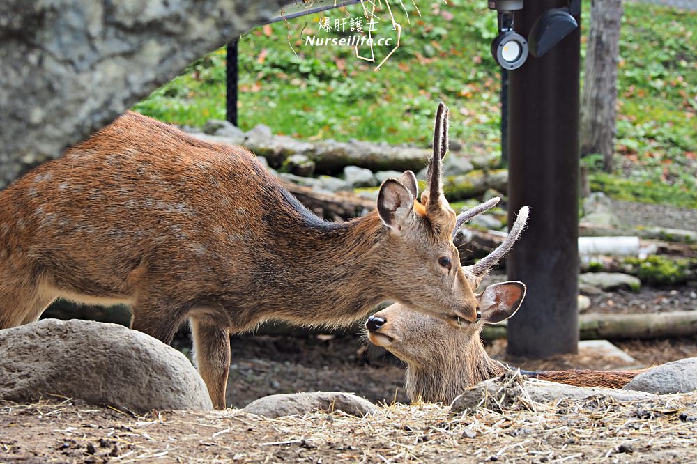 北海道｜旭山動物園．NG動物好療癒 - nurseilife.cc