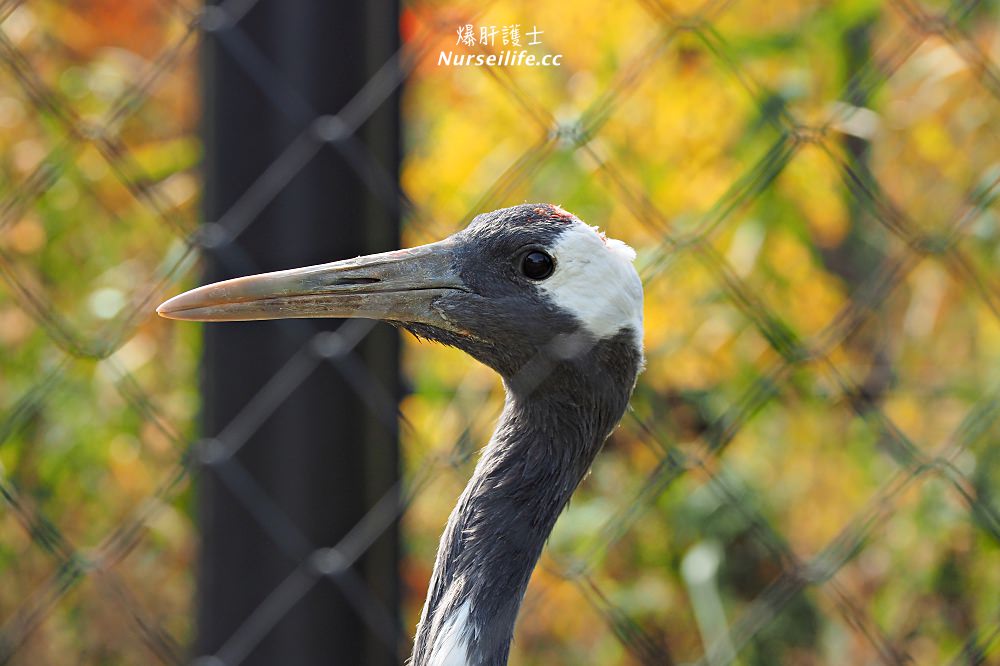 北海道｜旭山動物園．NG動物好療癒 - nurseilife.cc