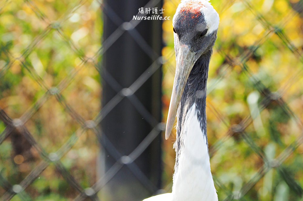 北海道｜旭山動物園．NG動物好療癒 - nurseilife.cc