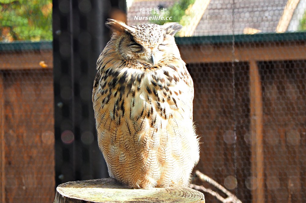 北海道｜旭山動物園．NG動物好療癒 - nurseilife.cc