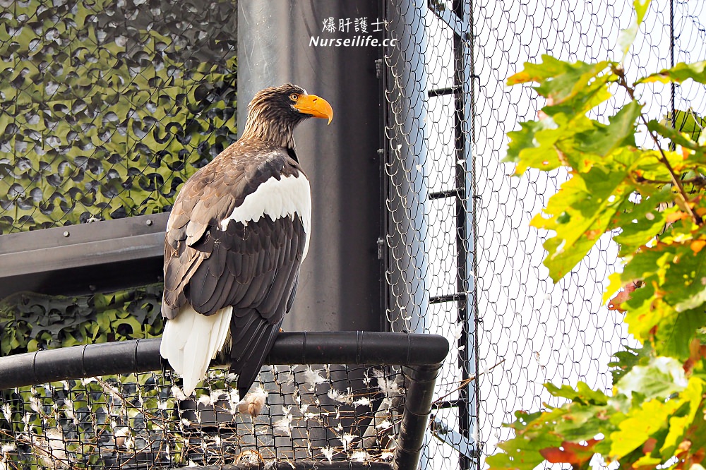 北海道｜旭山動物園．NG動物好療癒 - nurseilife.cc