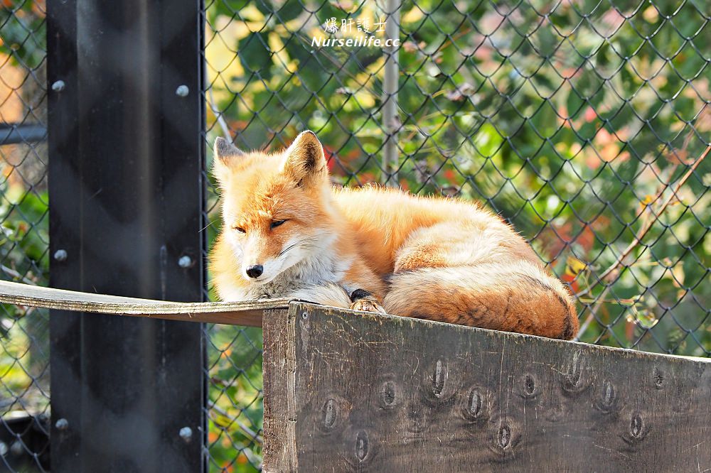 北海道｜旭山動物園．NG動物好療癒 - nurseilife.cc