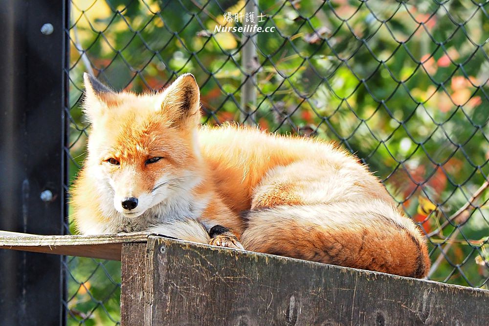 北海道｜旭山動物園．NG動物好療癒 - nurseilife.cc