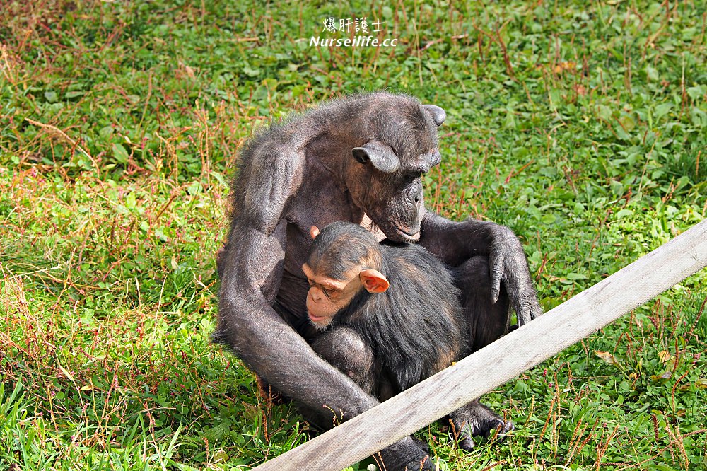 北海道｜旭山動物園．NG動物好療癒 - nurseilife.cc