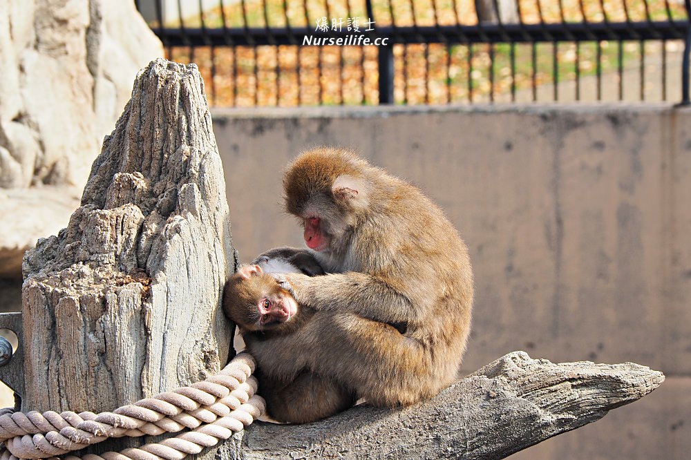 北海道｜旭山動物園．NG動物好療癒 - nurseilife.cc