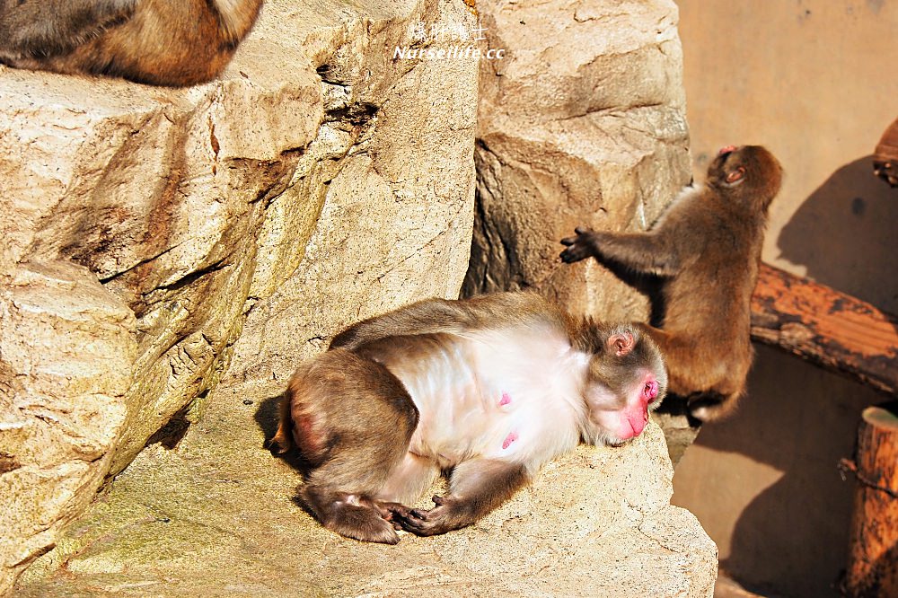 北海道｜旭山動物園．NG動物好療癒 - nurseilife.cc