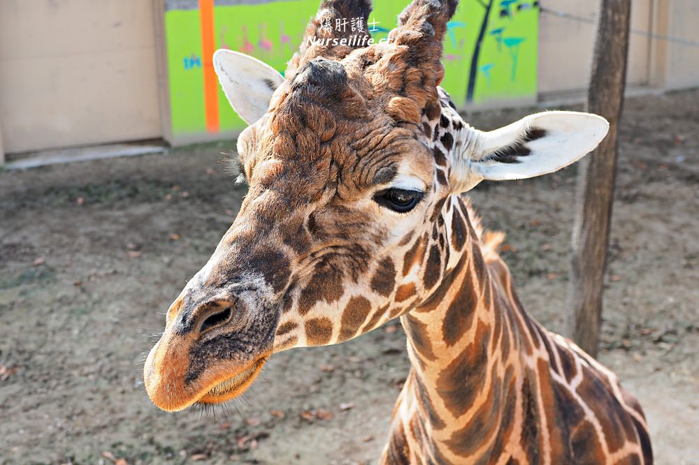 北海道｜旭山動物園．NG動物好療癒 - nurseilife.cc