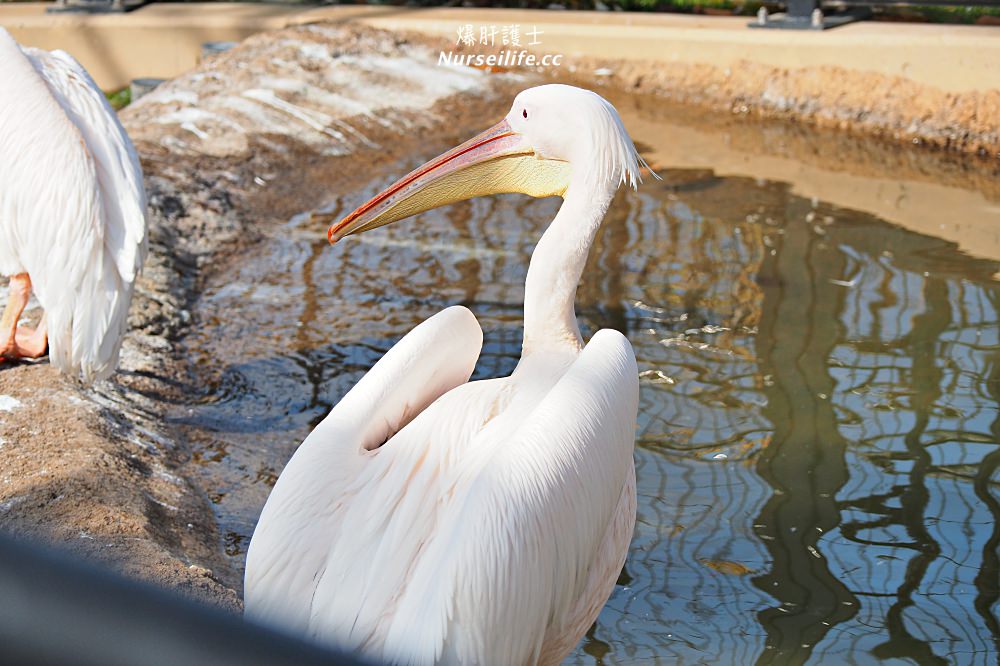 北海道｜旭山動物園．NG動物好療癒 - nurseilife.cc