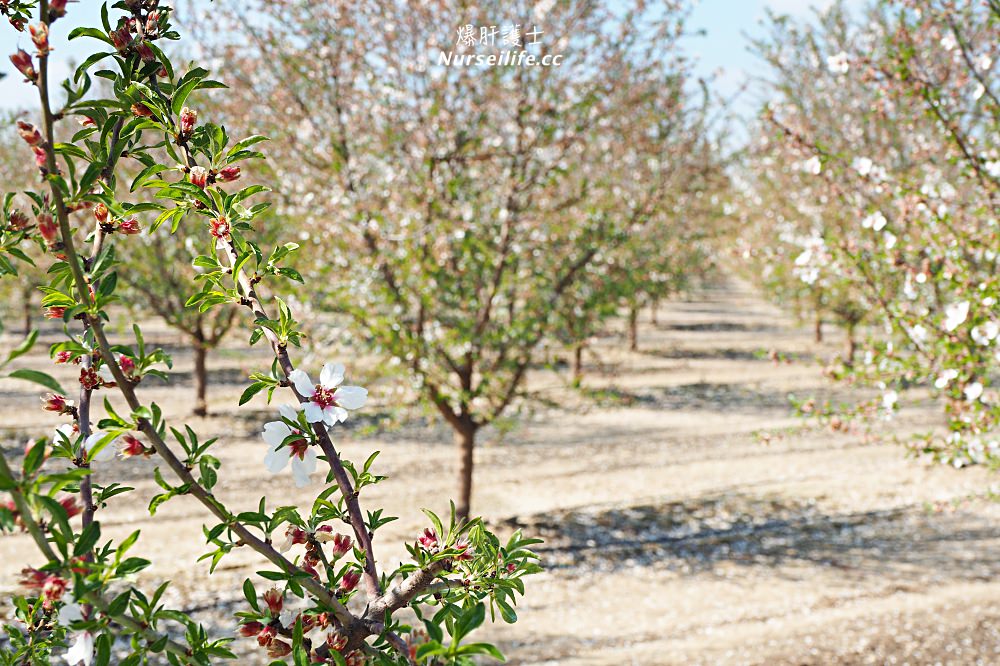 美國、加州｜弗雷斯諾Fresno County Blossom Trail．加州版三生三世十里桃花 - nurseilife.cc