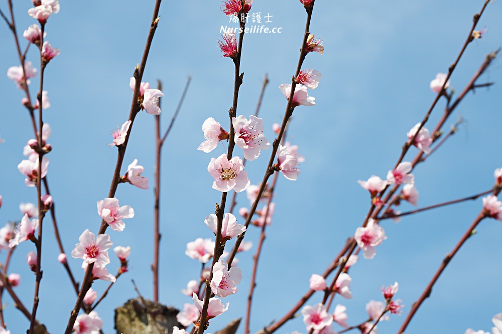 美國、加州｜弗雷斯諾Fresno County Blossom Trail．加州版三生三世十里桃花 - nurseilife.cc